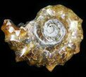 Polished, Agatized Douvilleiceras Ammonite - #29304-1